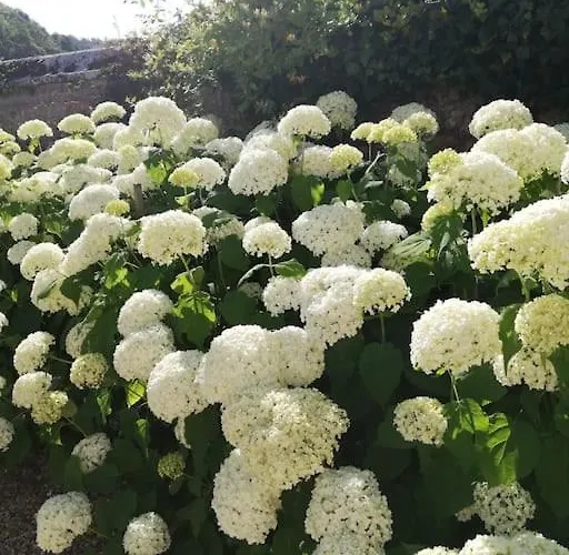 Le Pressoir De Cour La * Le Mesnil-sur-Blangy